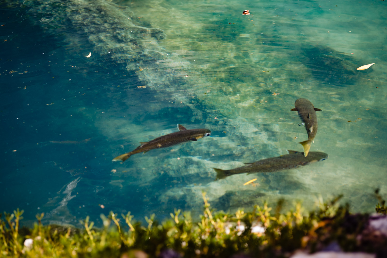 Fishes in Xcaret Mexico